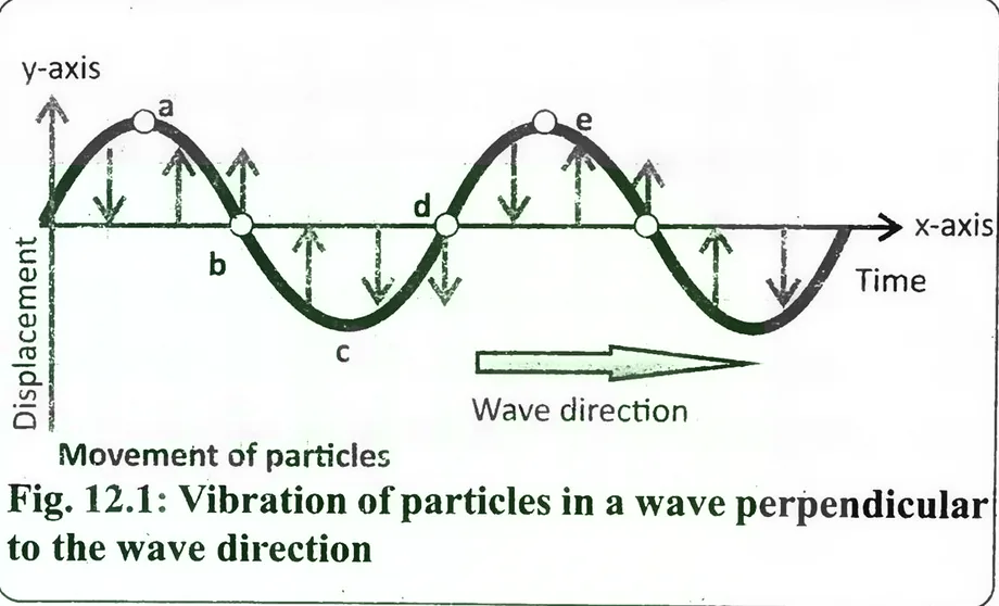 Fig 12.1: Vibration of particles in a wave perpendicular to the wave direction
