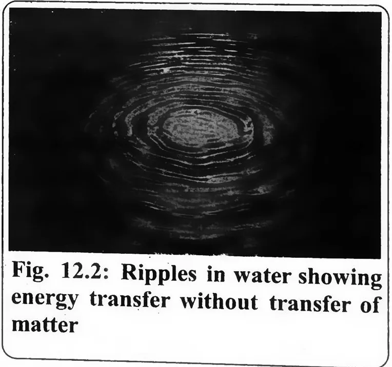 Fig 12.2: Ripples in water showing energy transfer without transfer of matter