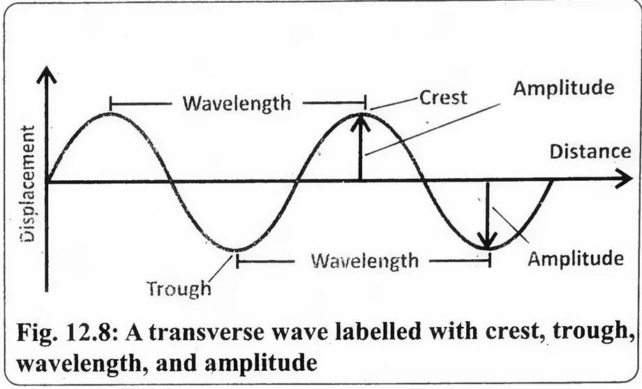 Fig 12.8: A transverse wave labelled with crest, trough, wavelength, and amplitude