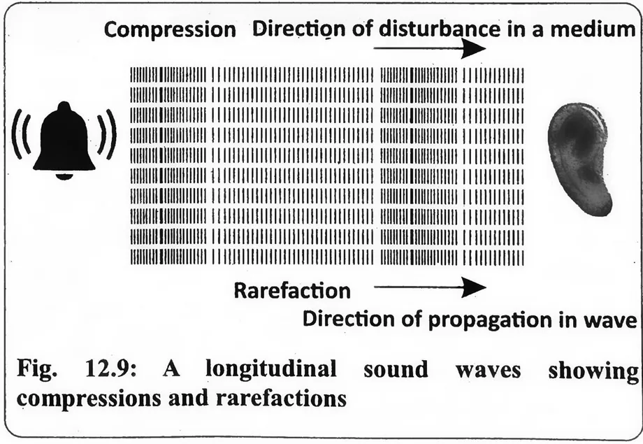 Fig 12.9: A longitudinal sound waves showing compressions and rarefactions