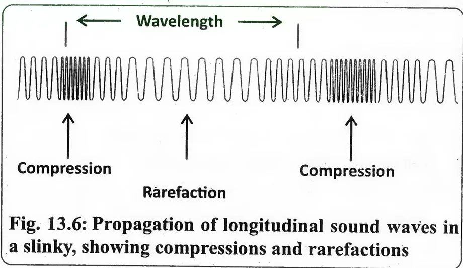 Fig 13.6: Propagation of longitudinal sound waves in a slinky, showing compressions and rarefactions