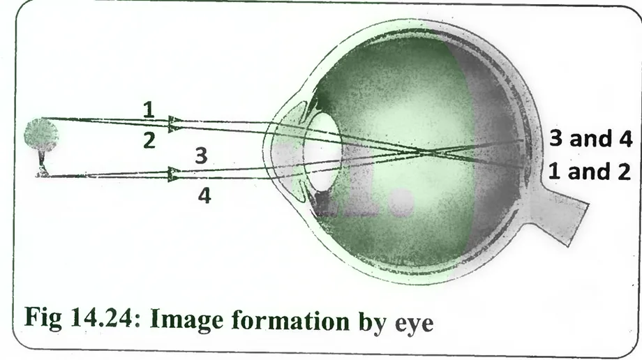 Fig 14.24: Image formation by eye